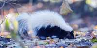 Scientists Double Number of Species of Adorable Hand-Standing Spotted Skunks