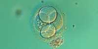 Scientists now Keep Lab-grown Human Embryos Alive for Longer Periods of Time