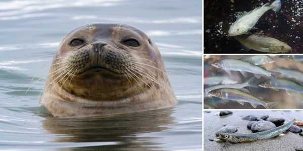 Seals-and-other-Arctic-Predators-are-Literally-Running-out-of-Food-1