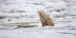 Seals and other Arctic Predators are Literally Running out of Food