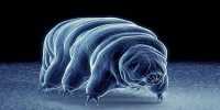 Secrets of how Tardigrades Strut Revealed in New Microscopic Footage