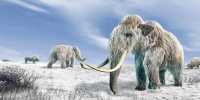 Start-Up Secures $15 Million to Create Mammoth-Elephant Hybrid