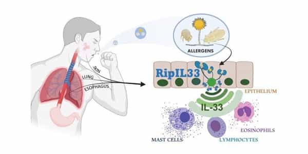 Study-reveals-how-Bodys-Type-2-Innate-Immune-Response-System-Works-1