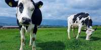 Toilet-Training Cows is a Win for the Planet – and the Cows