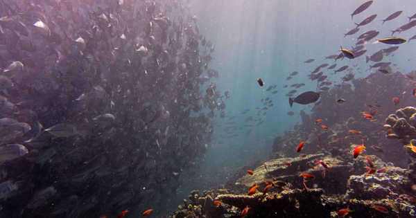 Transform Discovery and Monitoring of Marine Biodiversity