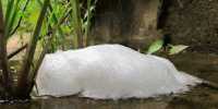 Use Frog Foam as a Delivery Mechanism Antiseptic