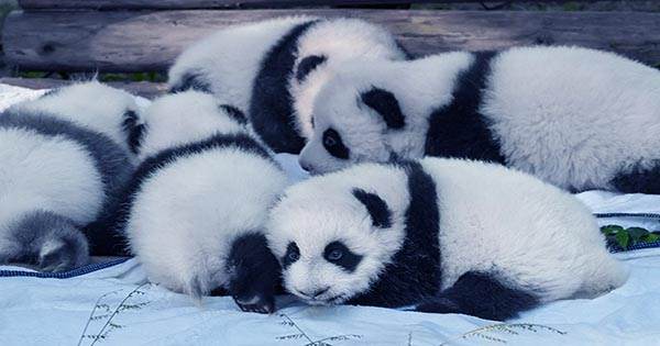 Watch-Giant-Panda-Twins-Coming-into-the-World-Like-Screaming-Pink-Jelly-Beans-1