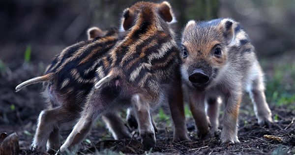 Wild Boars Caught on Camera Rescuing their Buddies from a Trap