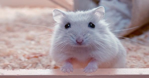 A Hamster Is Trading Crypto Better Than Some Top Investment Firms