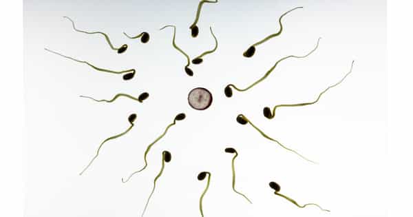 A-New-Male-Contraceptive-Pill-Compound-has-been-Developed-1