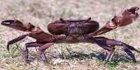 Crabs Are Spellbound By Electromagnetic Fields Emitted By Underwater Power Cables