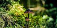Homebrew Psilocybin Created By Scientists Using Widely Available Materials