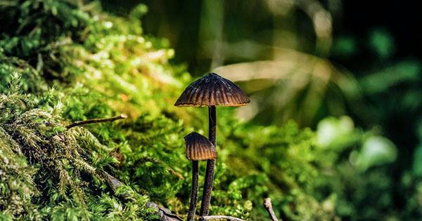 Homebrew Psilocybin Created By Scientists Using Widely Available Materials