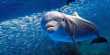 Movie Star Dolphin with Prosthetic Tail Dies At Florida Aquarium