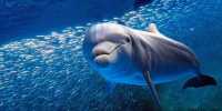 Human Whistling Languages May help us Decode Dolphin Communication