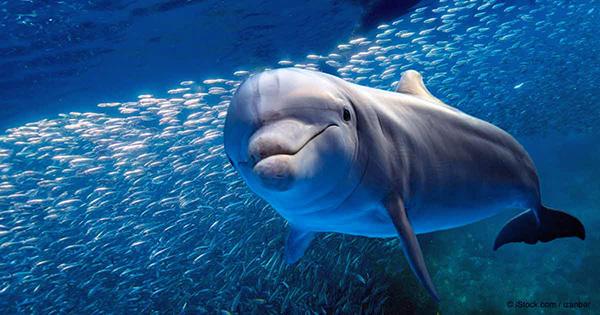 Movie Star Dolphin with Prosthetic Tail Dies At Florida Aquarium