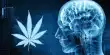 Marijuana is being linked to an Increasing Number of Schizophrenia Cases