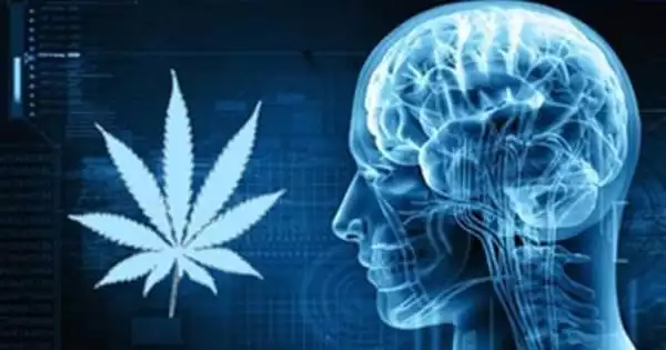 Marijuana is being linked to an Increasing Number of Schizophrenia Cases