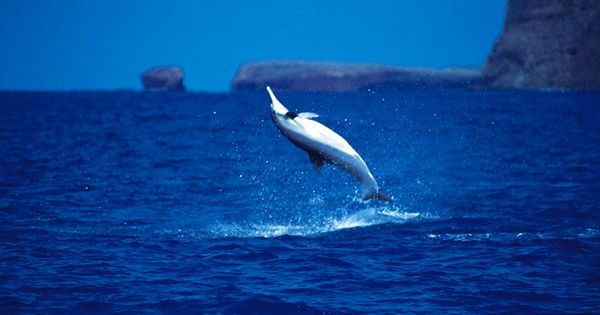 NOAA Bans Swimming With Spinner Dolphins in Hawaii
