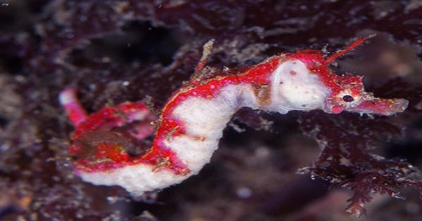 New Zealand’s First-Ever Pygmy Pipehorse Given Māori Name in Historic First