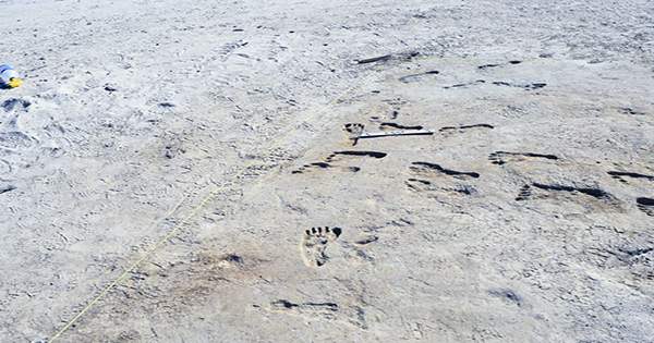 Oldest Known Human Footprints in the Americas have been Discovered