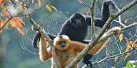 Primate Mothers Carrying Infant Corpses Implies Awareness of Death
