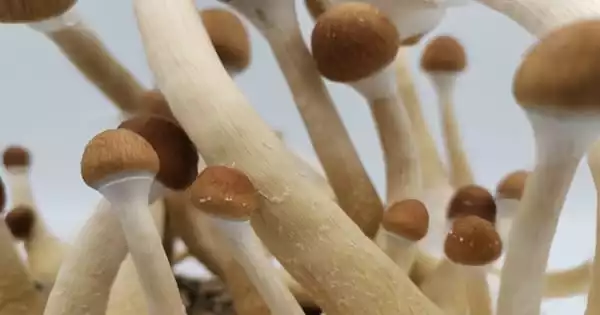 Psychedelic Mushrooms have the same Antidepressant Effects as Antidepressants