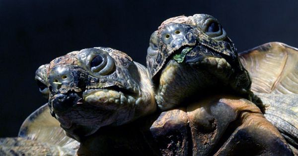 Rare Turtle Twins Found Sharing an Egg in Malaysia