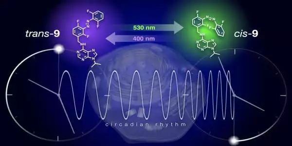 Researchers-Build-a-Biological-Clock-in-a-Test-Tube-to-Learn-More-about-It-1