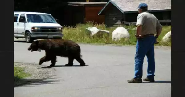 The Most Effective Approach to Reducing Human-bear Conflict