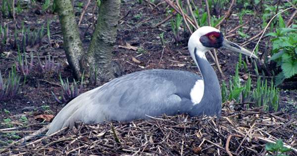 The Zoo Keeper Who Fathered Five Chicks with a Murderous Endangered Crane