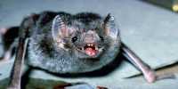 Vampire Bats Forage for Blood in Groups, Sharing Drinking Spots with Pals