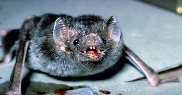 Vampire Bats Forage for Blood in Groups, Sharing Drinking Spots with Pals