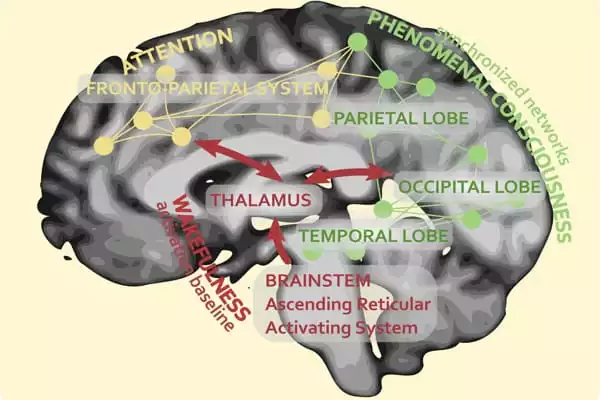 Which-Kinds-of-Brain-Activity-help-people-have-Conscious-Experiences-1