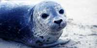 Baby Seals Can Alter Their Tone of Voice to Get Mom’s Attention, Just Like Humans