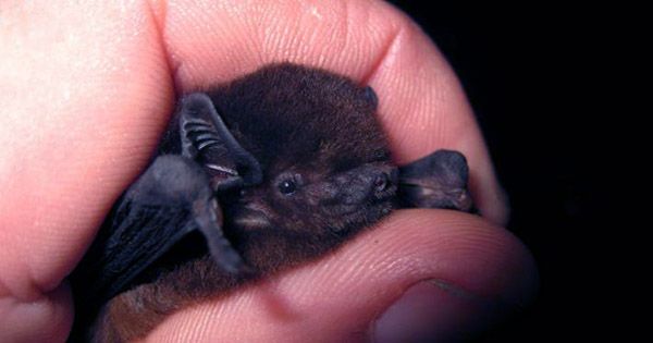 Bat Wins New Zealand’s Bird of the Year in Inspiring Underbird Story