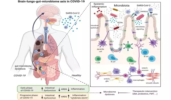 COVIDs-Impact-on-Gut-Health-is-being-studied-using-a-New-Tool-1