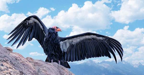 California Condors Recorded Reproducing Via Virgin Birth for First Time – No Male Required