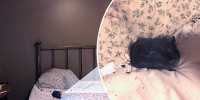 Canadian Woman Woken By Meteorite Crash Landing in Her Bedroom