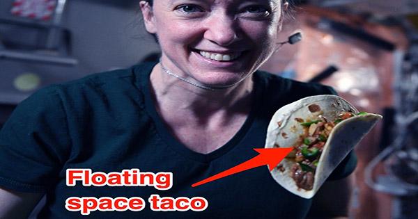 Chile Peppers Grown On ISS Used In Spicy Space Tacos
