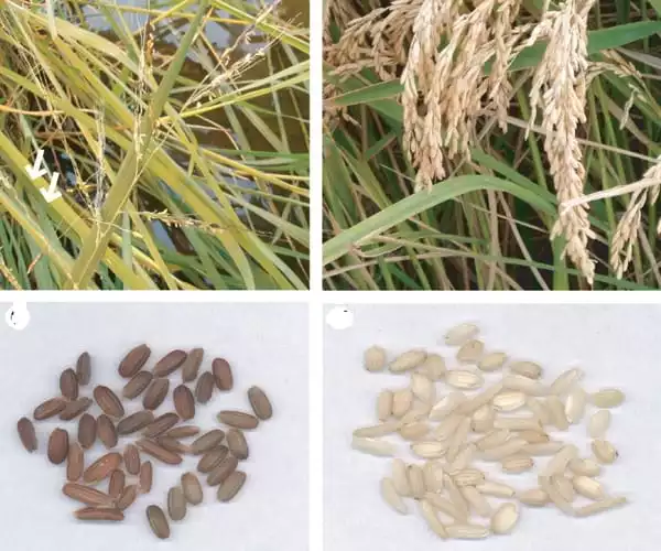 Comparing-Wild-and-Domesticated-Rice-Photosynthetic-Differences-1