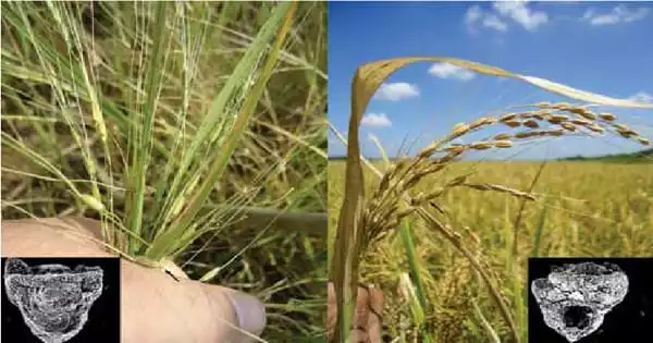 Comparing Wild and Domesticated Rice Photosynthetic Differences