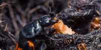 Corpse Burying Beetles Hide Bodies As a Treat for Their Kids