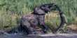 Elephant Stomps Crocodile into the Afterlife, an Apparent Trend for African Elephants