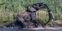 Elephant Stomps Crocodile into the Afterlife, an Apparent Trend for African Elephants