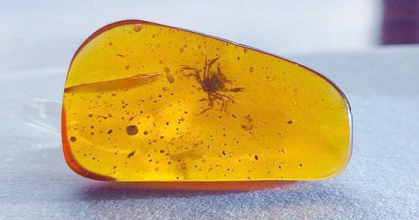 First Crab Found In Amber Still Fabulous At 100 Million Years Old