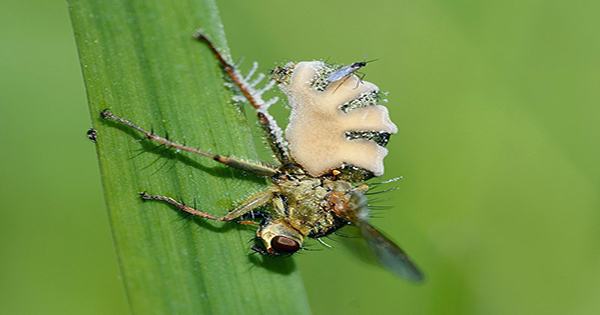 Fungus Drives Flies To Necrophilia with Corpses of Infected Females