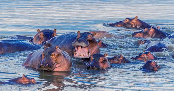 Hippos