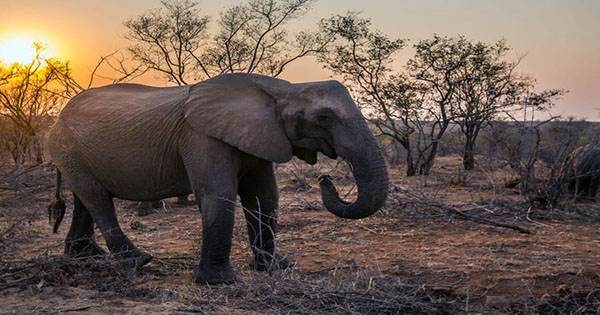 Ivory Poaching Triggered Female Elephants in Mozambique to Rapidly Evolve Being Tuskless