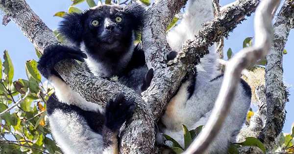 Musical Lemurs Become First Non-Human Primates with Categorical Rhythm